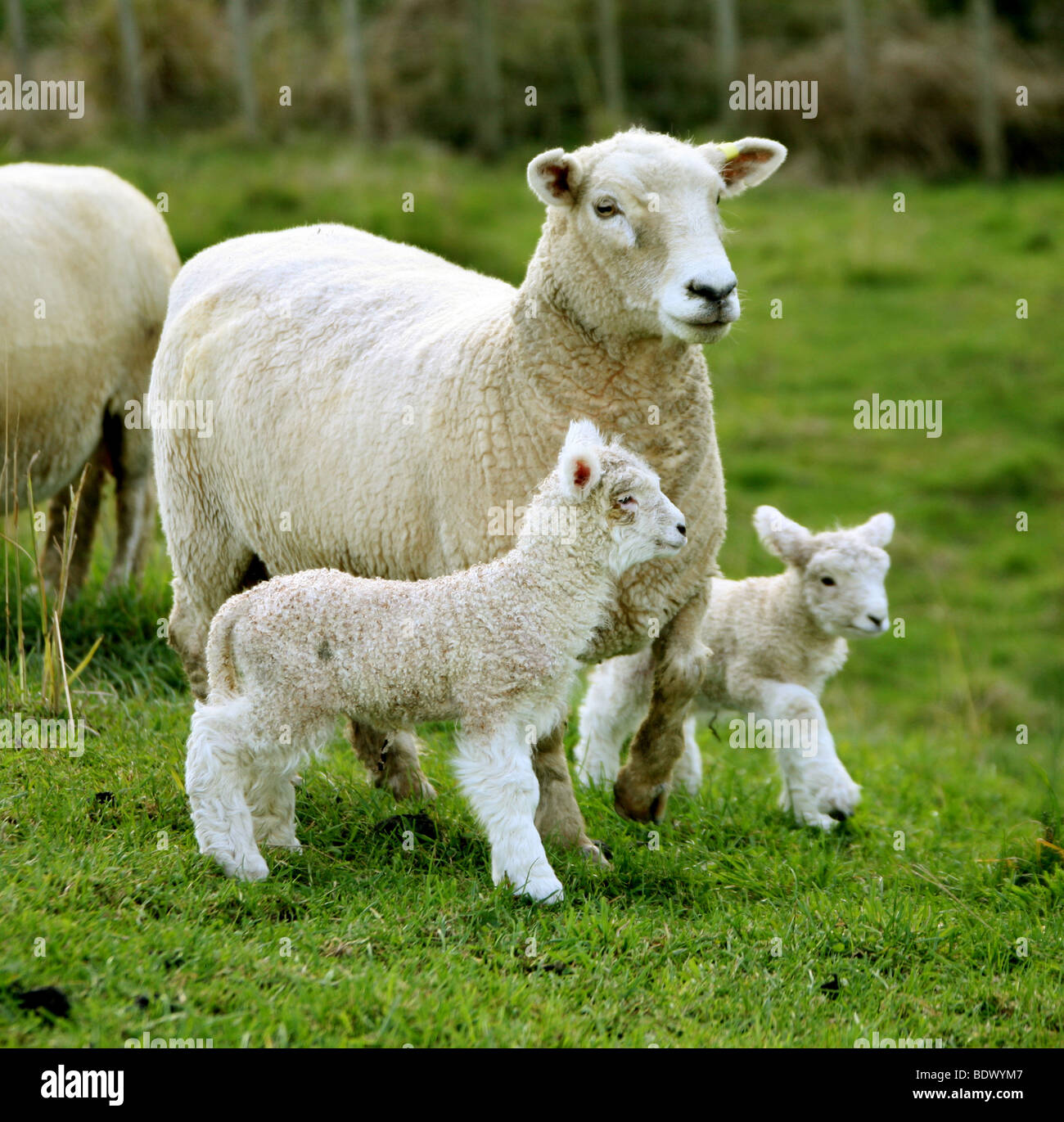 A Romney Ewe with twin lambs in New Zealand Stock Photo