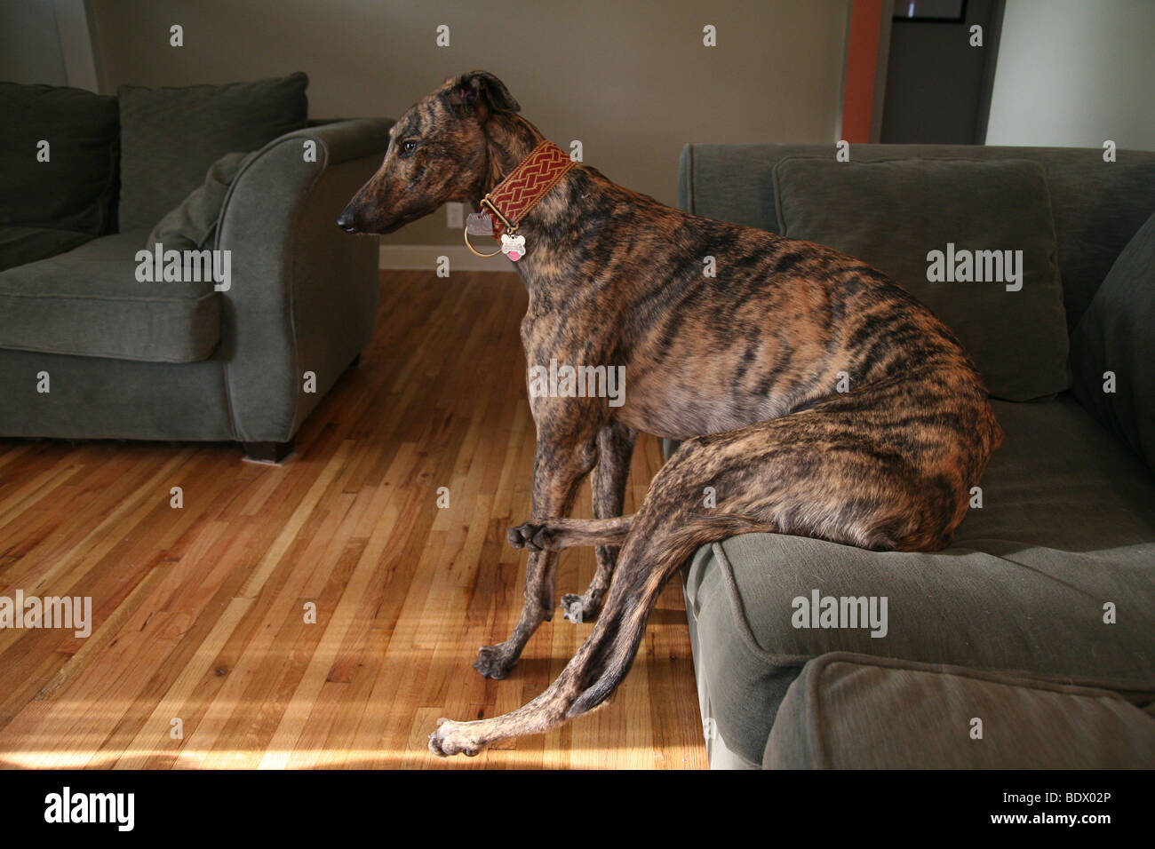 Why Do Dogs Like Sitting On The Couch