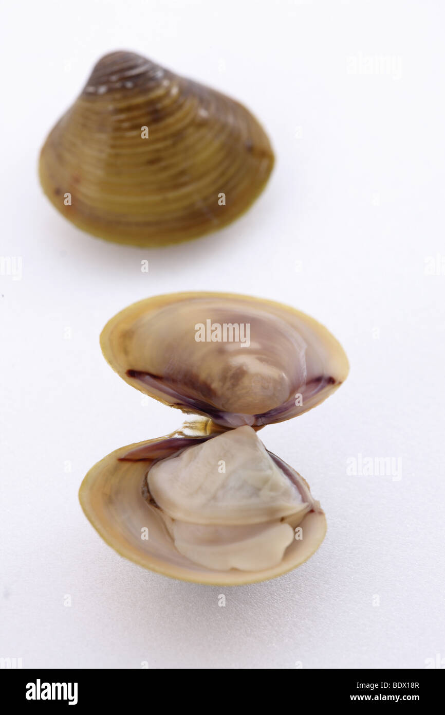 Oyster Stock Photo