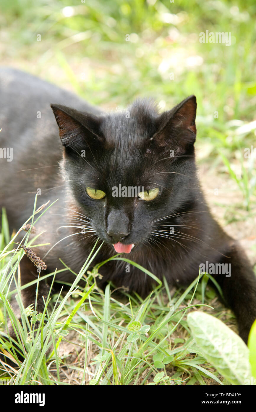 Black cat panting in the heat Stock Photo Alamy