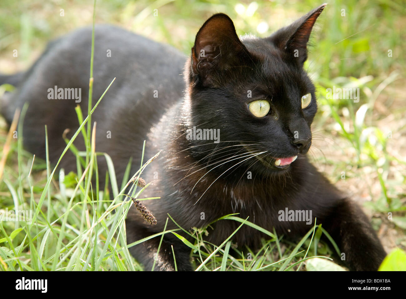 Black cat panting in the heat Stock Photo Alamy