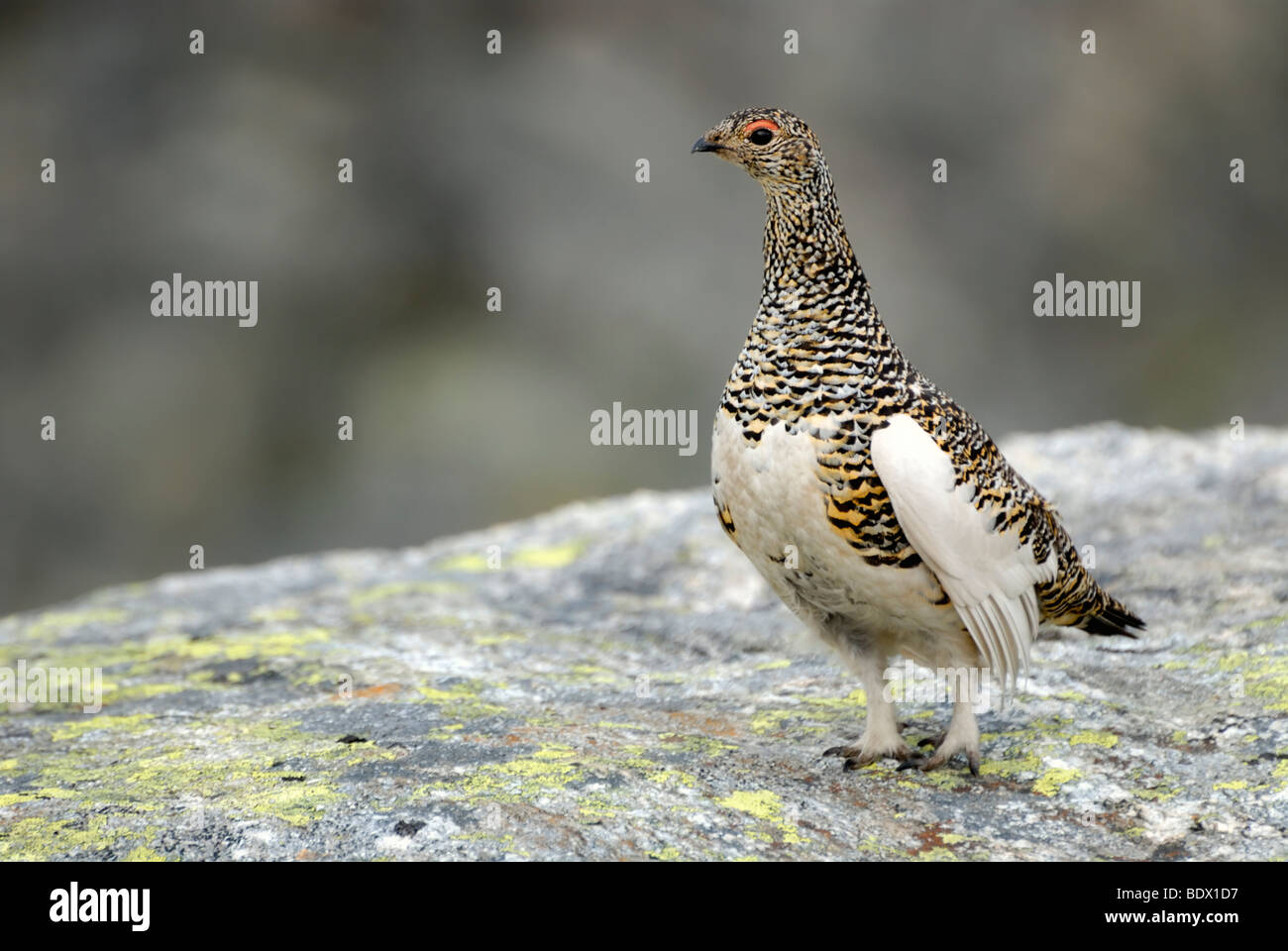 Female Ptarmigan (Lagopus muta) in the summer plumage, Folgefonna National Park, Hardanger region, Norway, Europe Stock Photo
