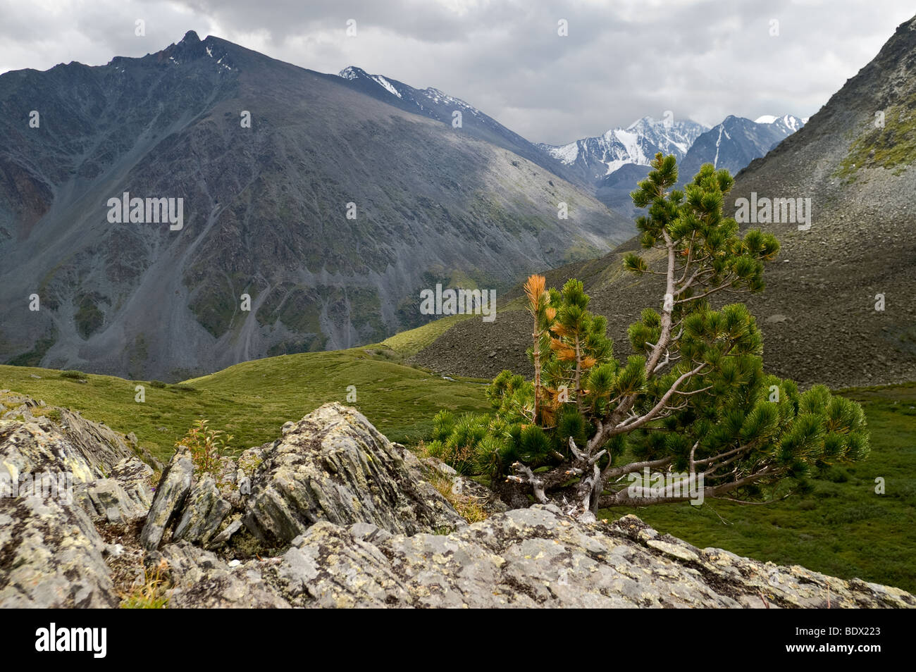 Siberian pine tree (Pinus sibirica) growing out of rock in the Valley of Seven Lakes. Altai, Russia. Stock Photo