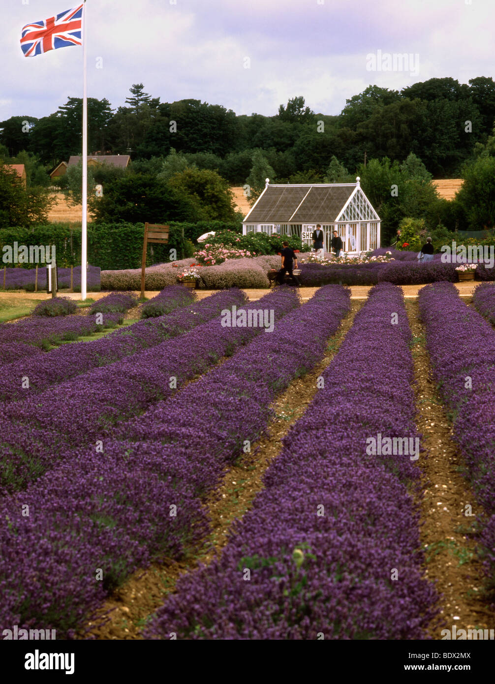 Norfolk lavender, heacham hires stock photography and images Alamy