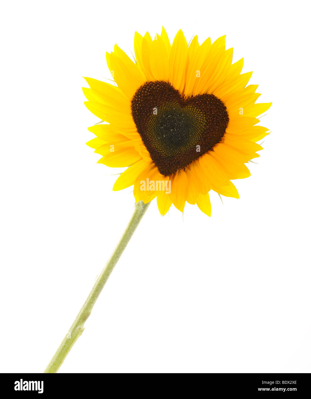 Sunflower (Helianthus annuus) with tubular flowers in heart shape Stock Photo