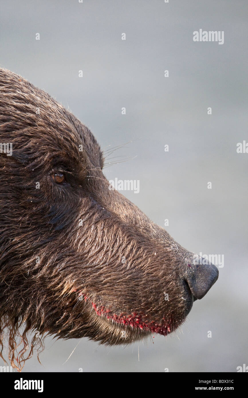 Grizzly bear snout in Geographic Bay Katmai National Park Alaska Stock Photo