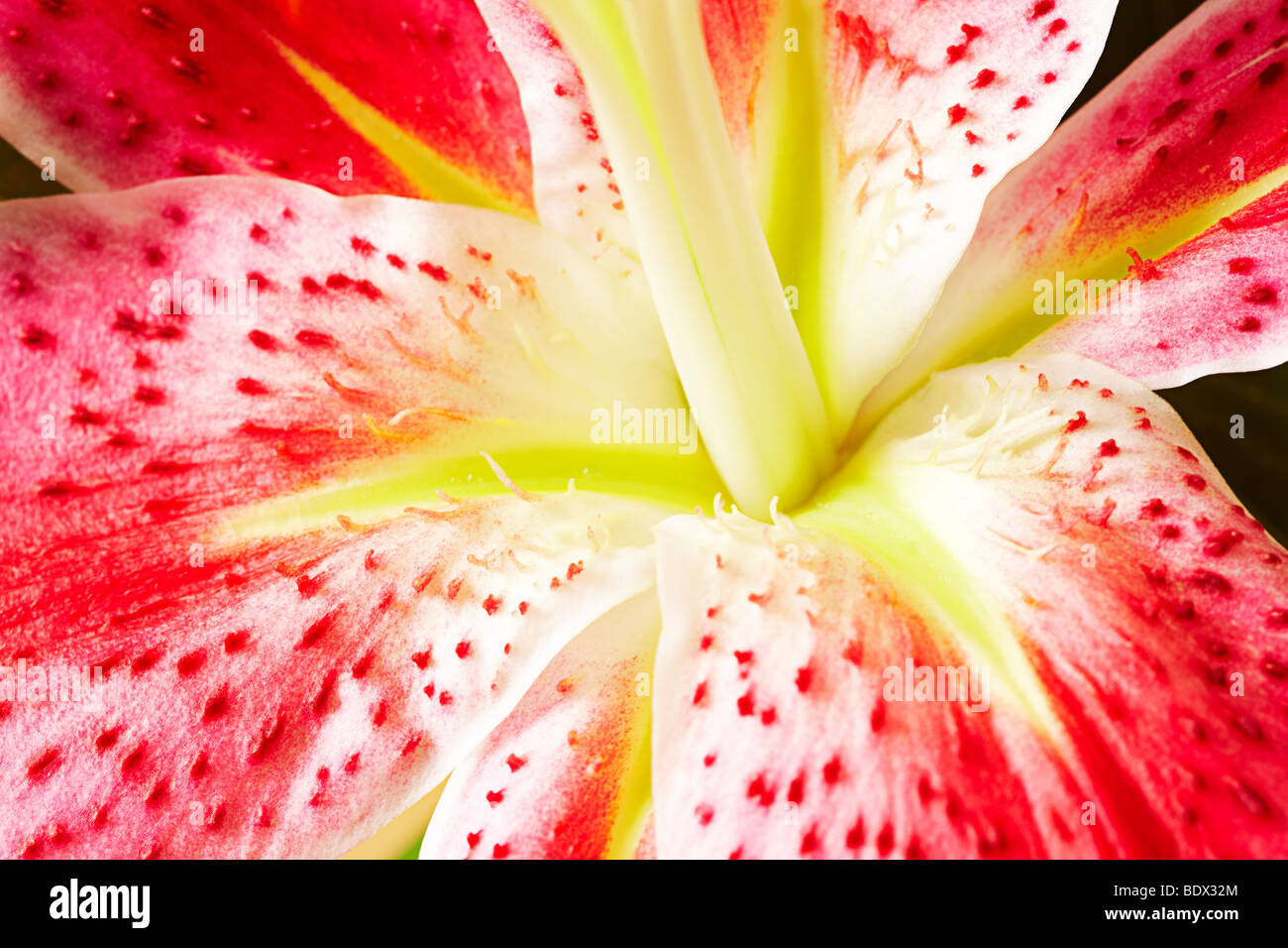 Close up of stamen filament in a Star Gazer Lily Stock Photo
