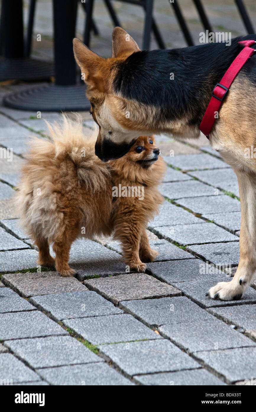 Two dogs playing Stock Photo - Alamy