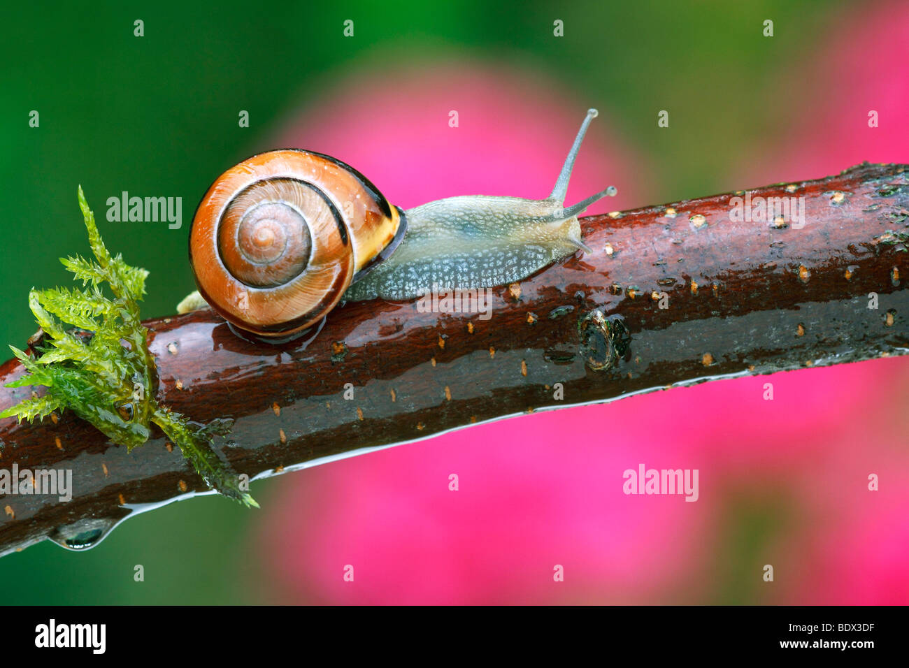 Brown-Lipped Snail, Grove Snail (Cepaea nemoralis) Stock Photo