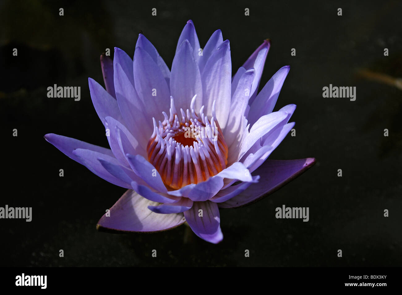 Water Lily flower (Nymphaea) Stock Photo