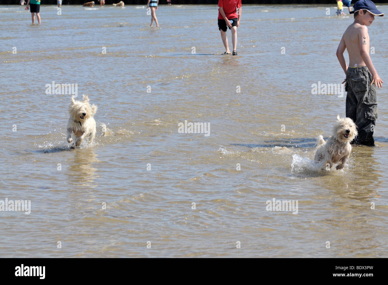 pair westies in the sea having fun Stock Photo