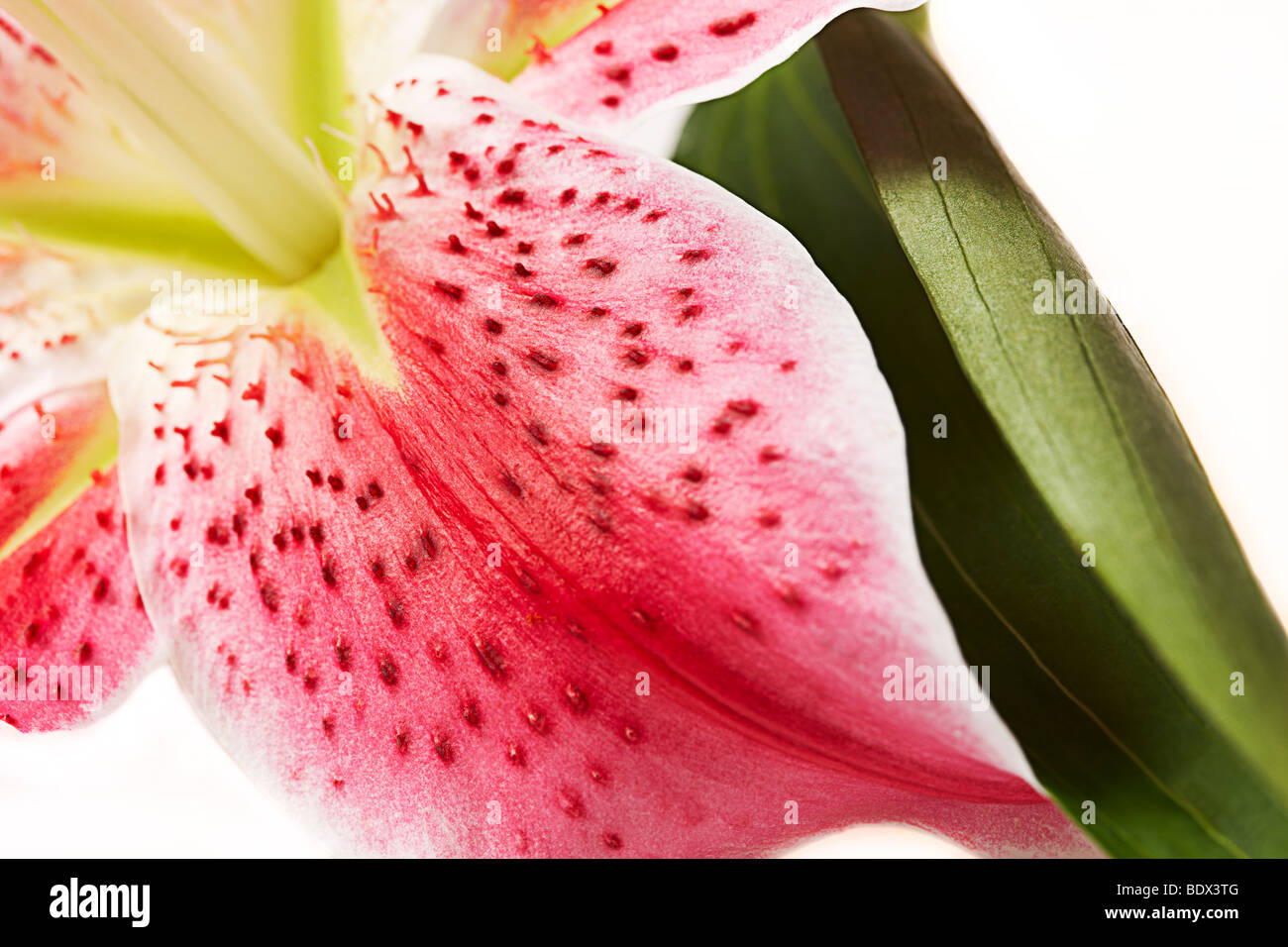 Close up of petal and stamen in a Star Gazer Lily Stock Photo