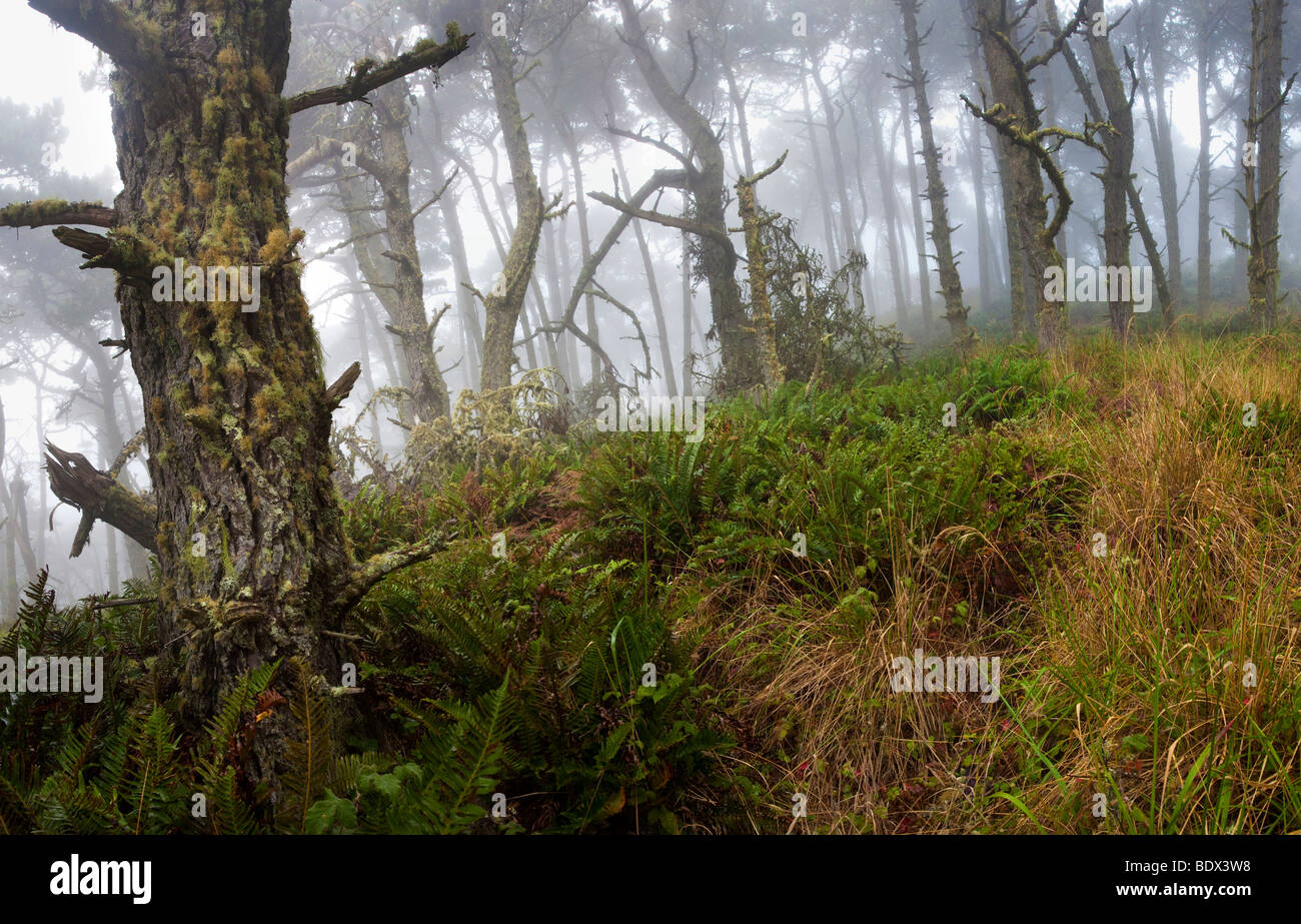 Foggy forest, Mount Vision, Point Reyes National Seashore, California ...