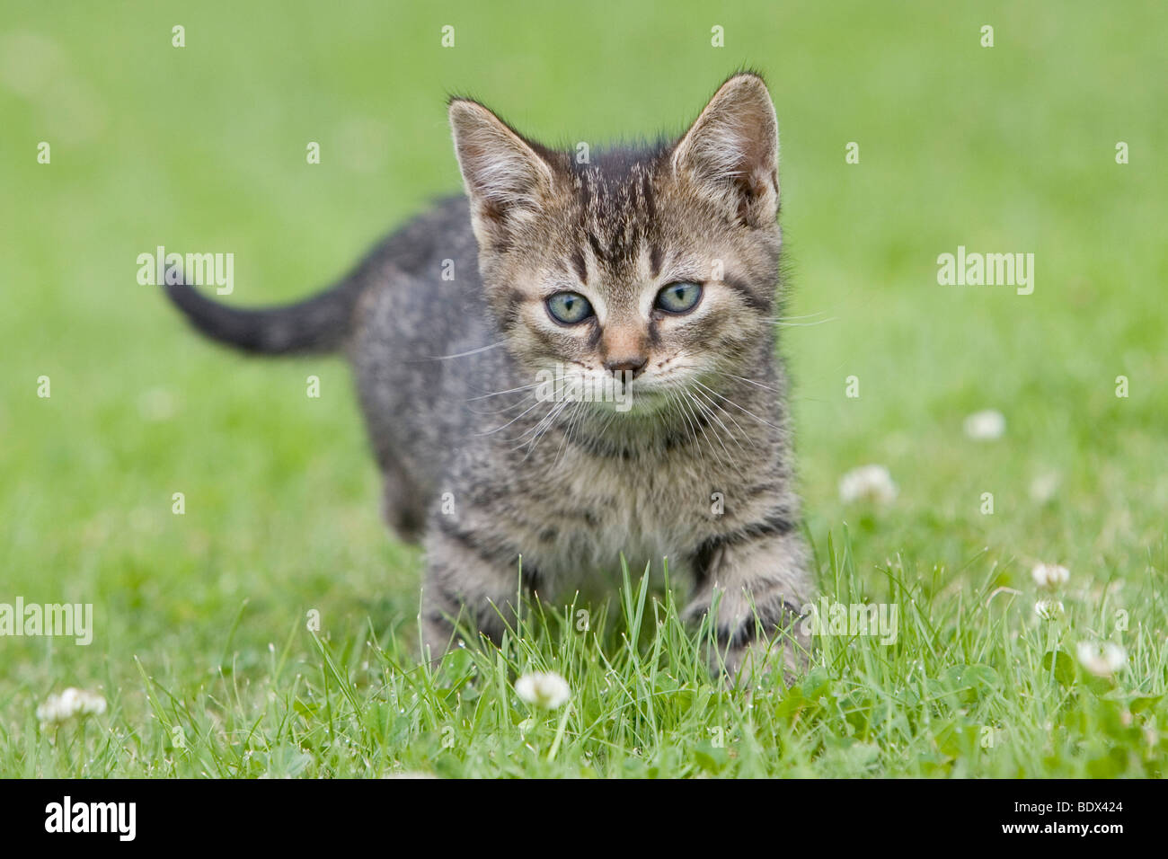 Young tabby kitten in grass Stock Photo - Alamy