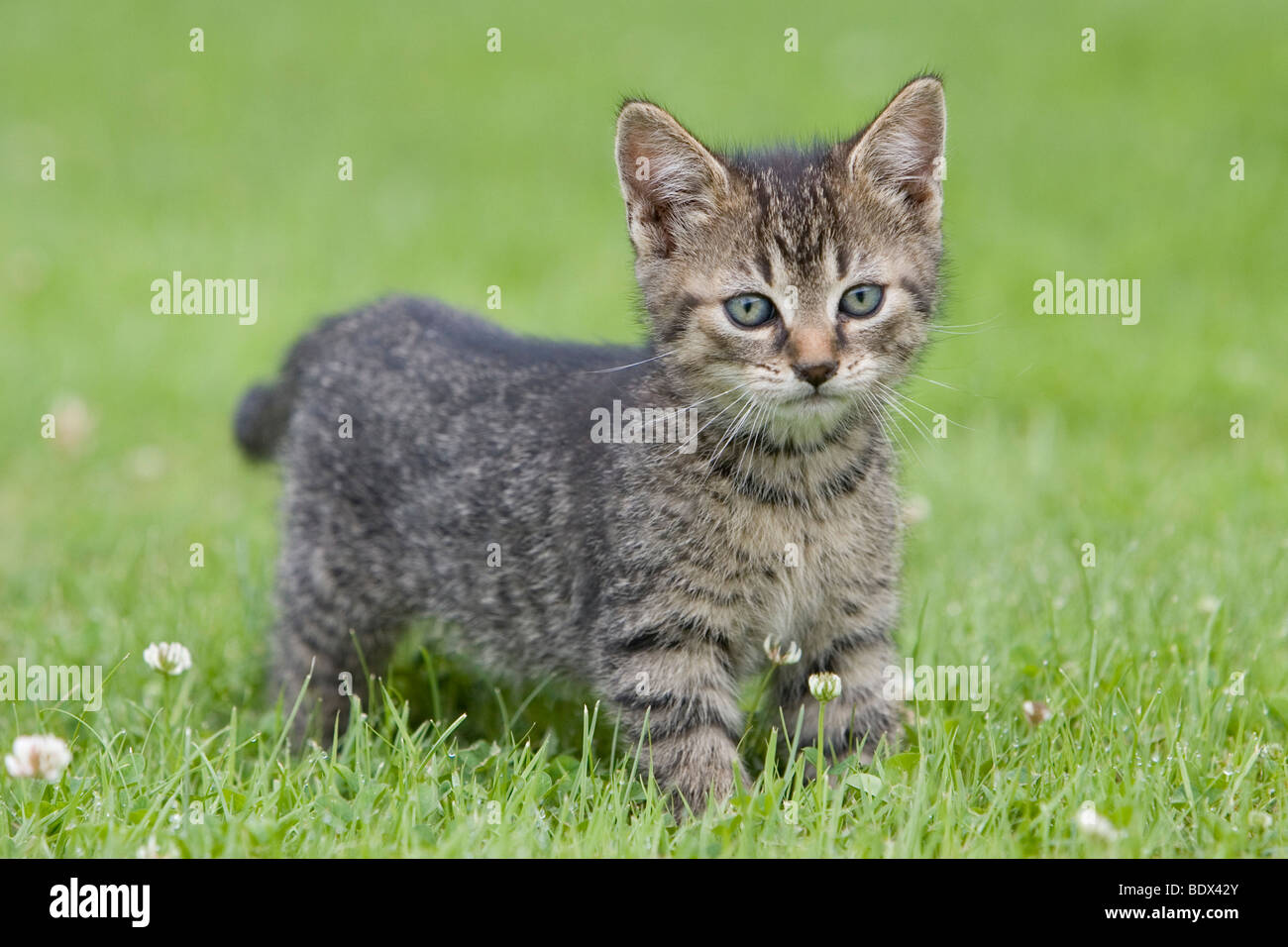 Young tabby kitten in grass Stock Photo - Alamy