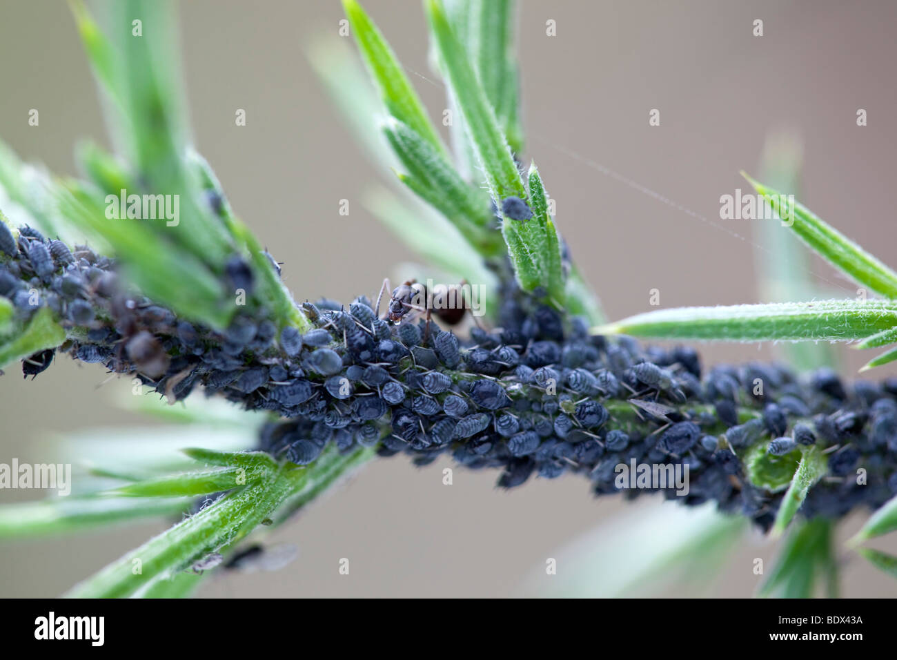 colony of aphids on gorse; ants feeding on the aphid's honeydew Stock