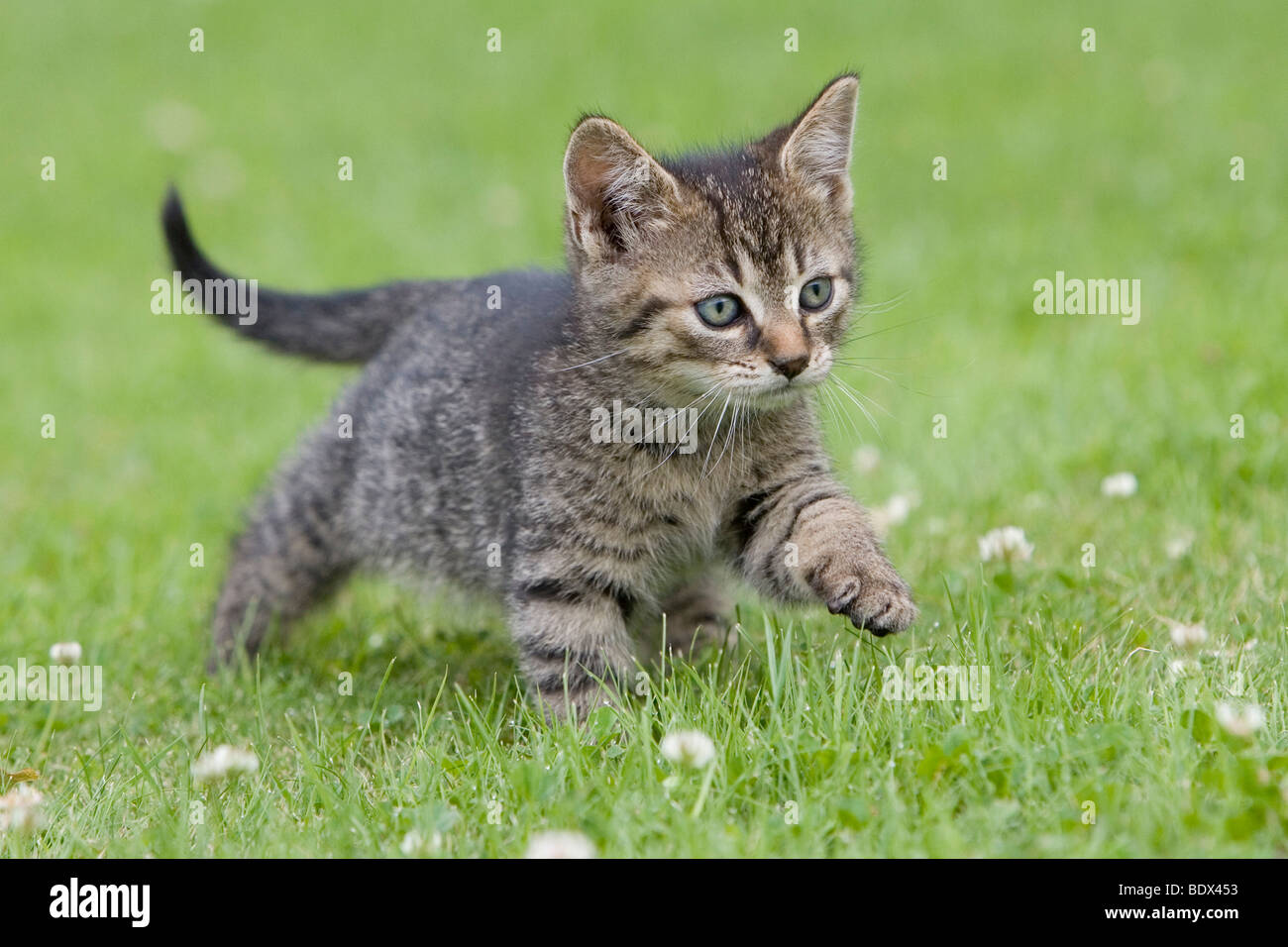 Young tabby kitten in grass Stock Photo - Alamy