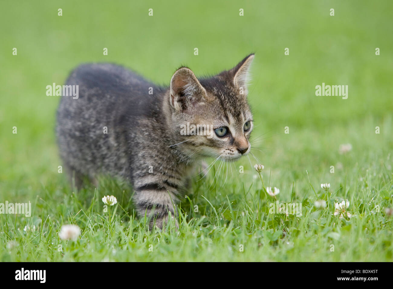 Young tabby kitten in grass Stock Photo - Alamy