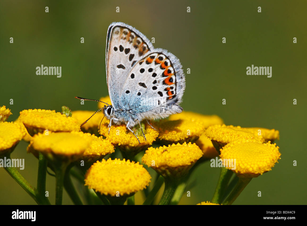 Male Idas Blue (Plebejus idas) (Plebeius idas), male butterfly, on flowering Tansy (Tanacetum vulgare) Stock Photo