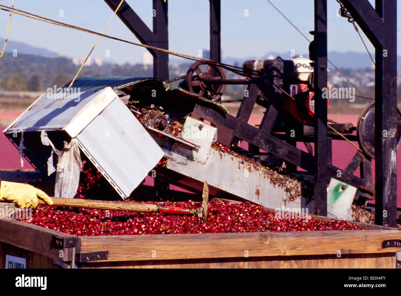 Fraser Valley, BC, British Columbia, Canada - Harvesting Cranberries from Bog to Conveyor Belt to Crates on Cranberry Farm Stock Photo