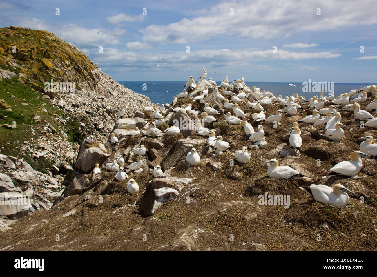 great saltee gannet colony; ireland Stock Photo