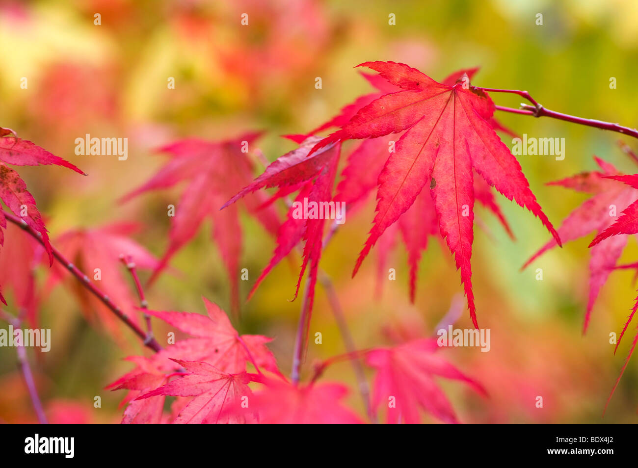 Japanese maple hi-res stock photography and images - Alamy