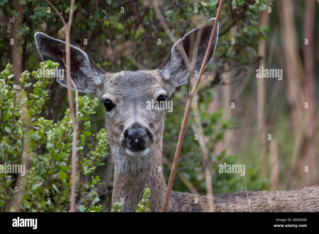 Mule deer (Odocoileus hemionus) in Point Reyes National Seashore, California, USA Stock Photo