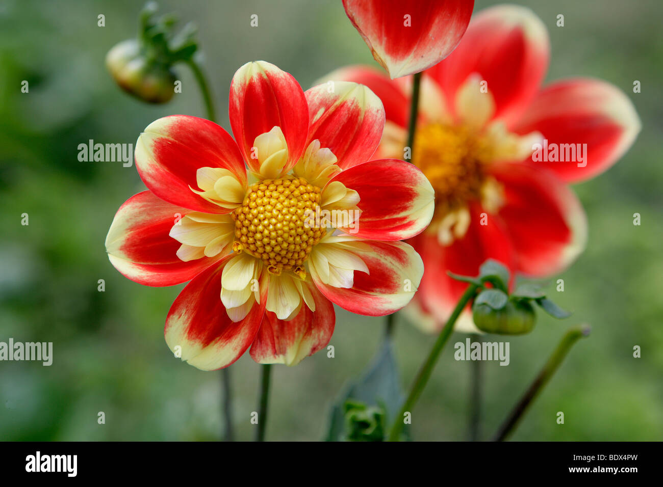 'Der rote Schorsch', red and yellow flowers, Dahlia (Dahlia), Bedding Plant of the year 2009 Stock Photo