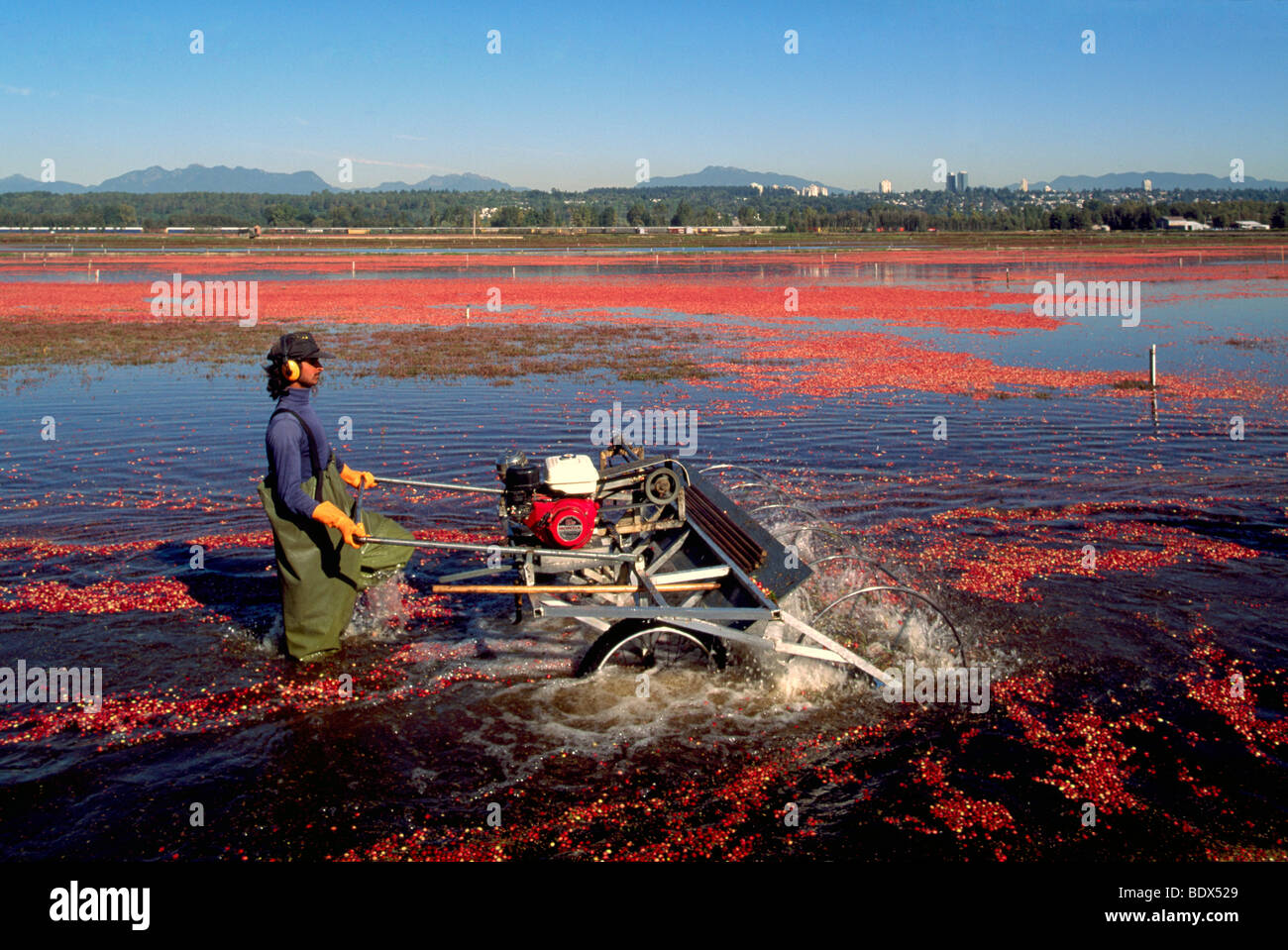 Fraser Valley, BC, British Columbia, Canada Worker harvesting
