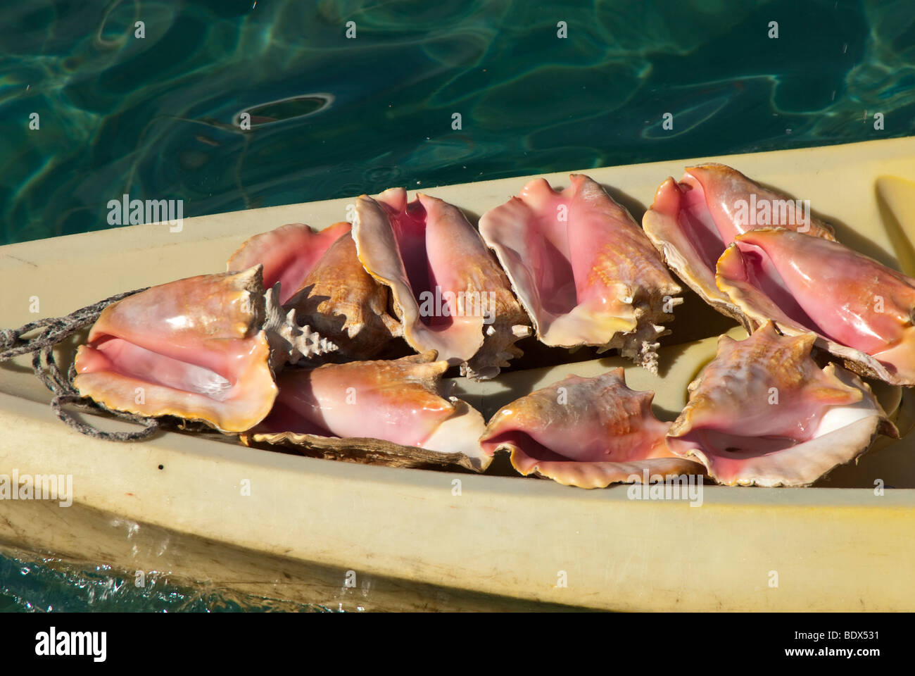 Conch shells of sale hires stock photography and images Alamy