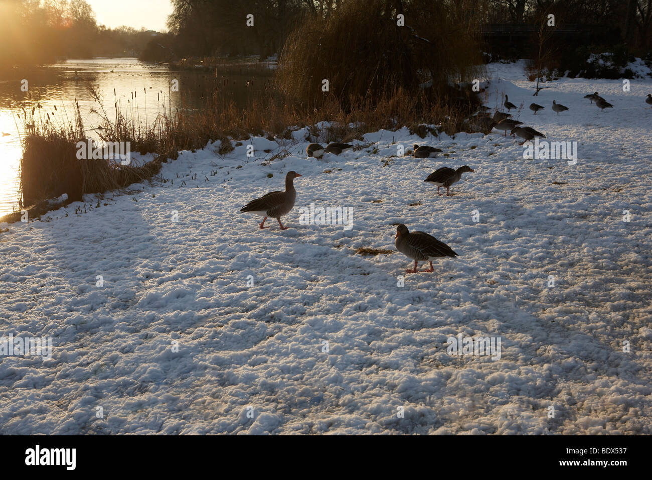 LONDON: GEESE AND ST JAMES' PARK IN THE SNOW Stock Photo