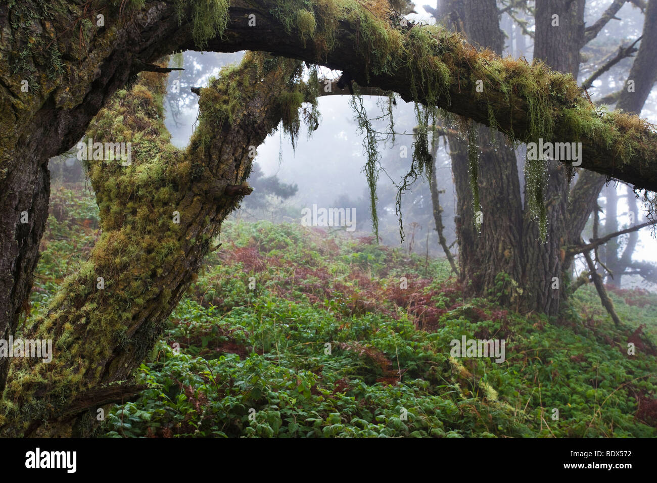 Foggy forest, Mount Vision, Point Reyes National Seashore, California ...