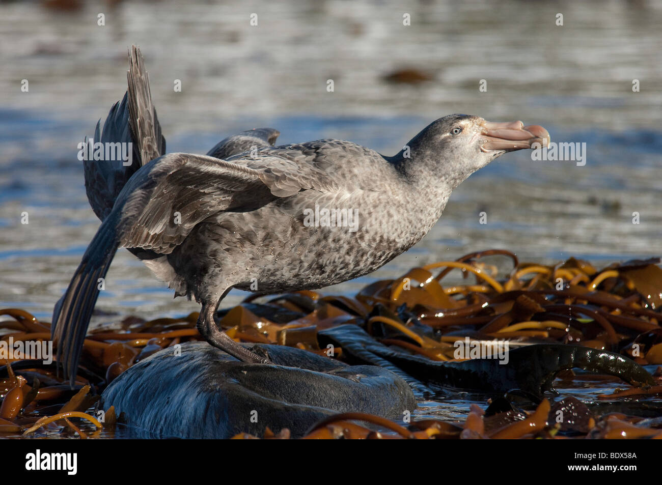 Petrel eating hi-res stock photography and images - Alamy