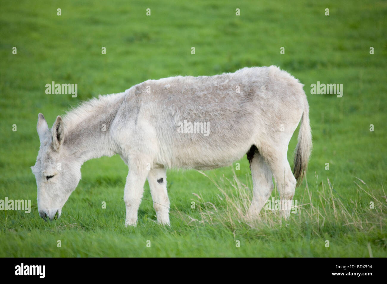 Around ballyvaloo, Blackwater, Wexford Stock Photo Alamy