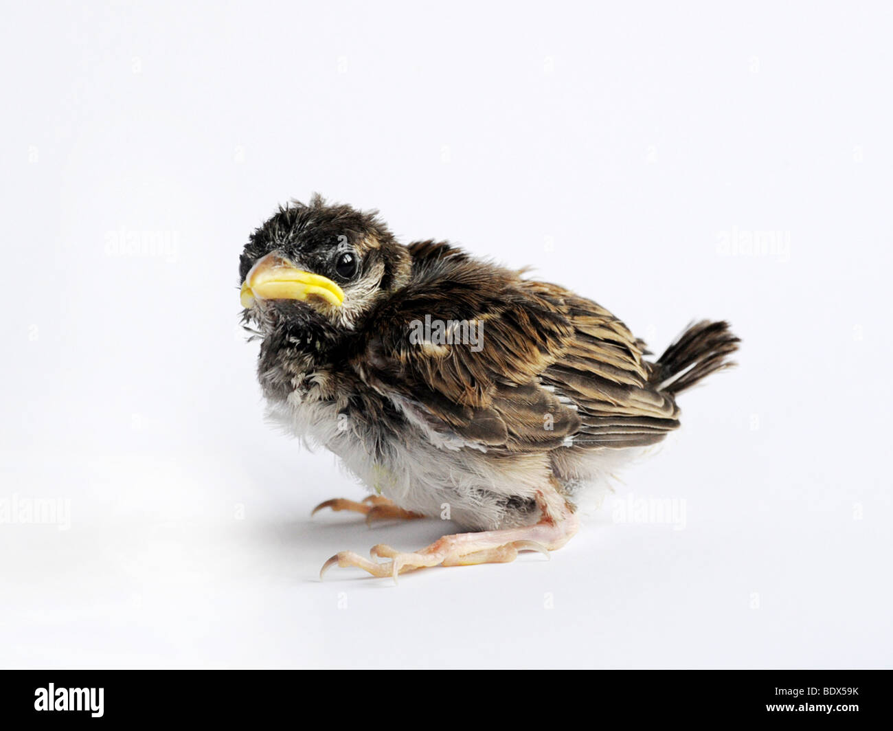 A small nestling, a baby sparrow a few weeks old Stock Photo