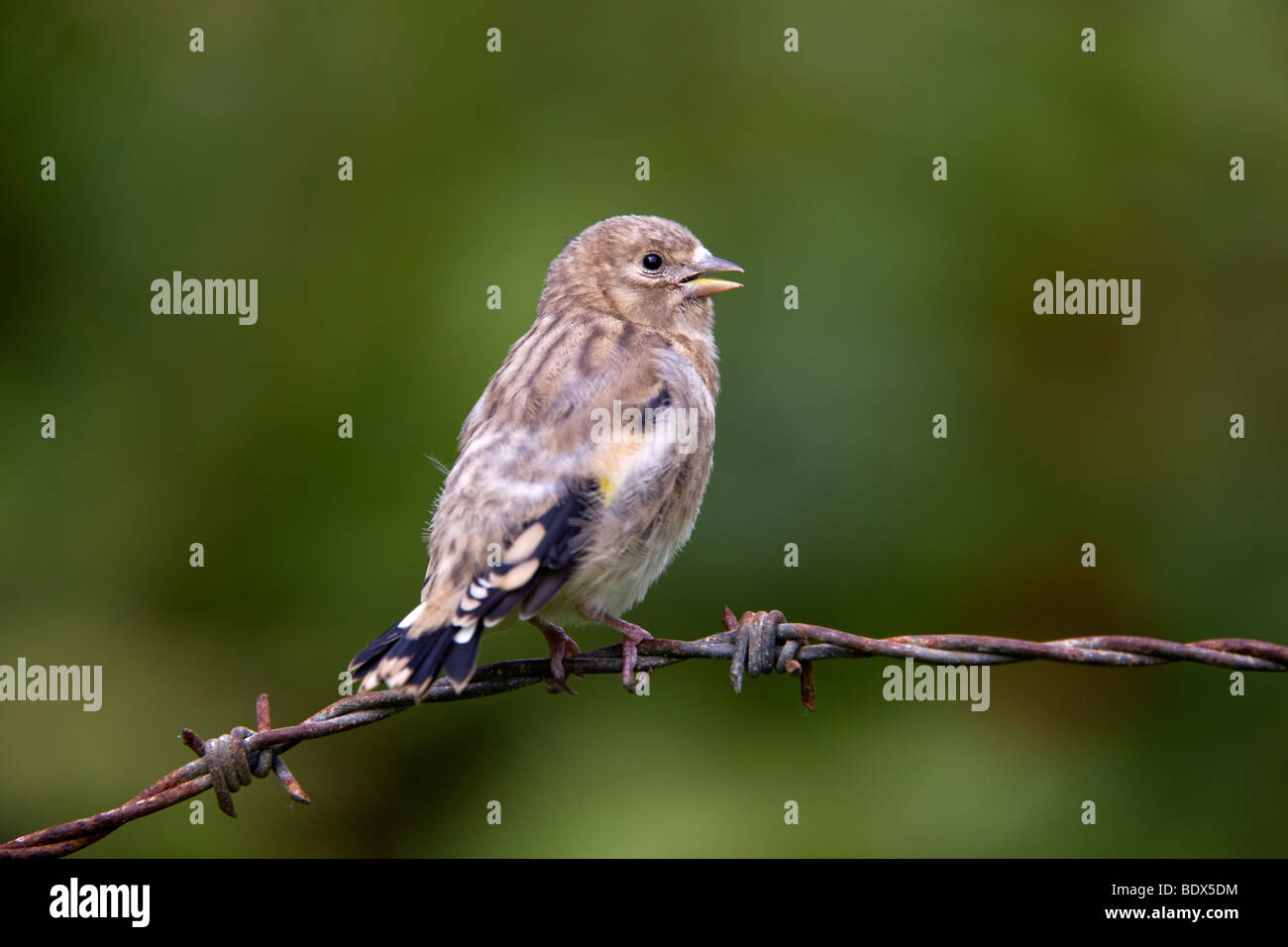 goldfinch; Carduelis carduelis; young on barbed wire; cornwall Stock Photo