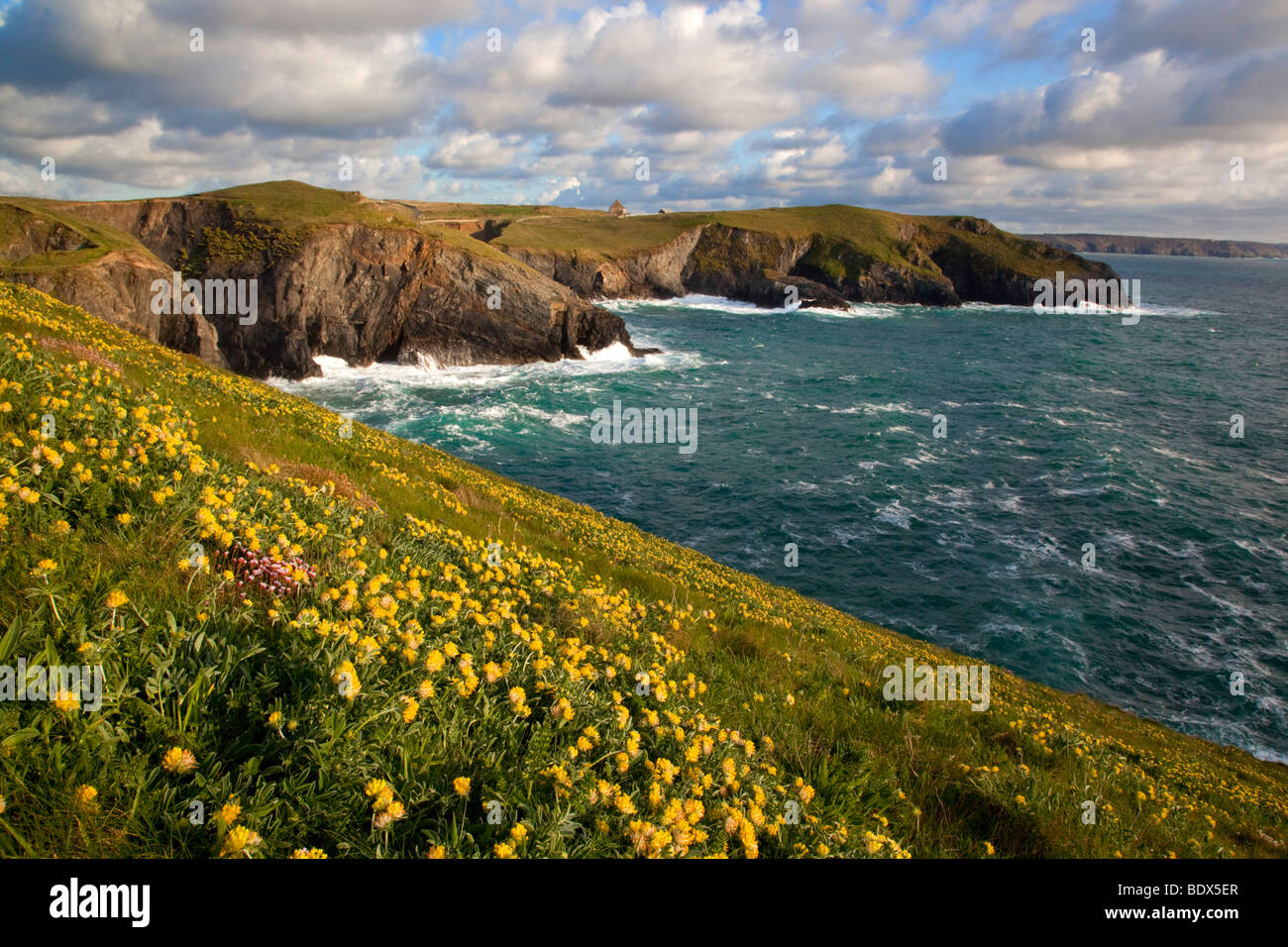 ligger point from near penhale point with kidney vetch in flower Stock ...