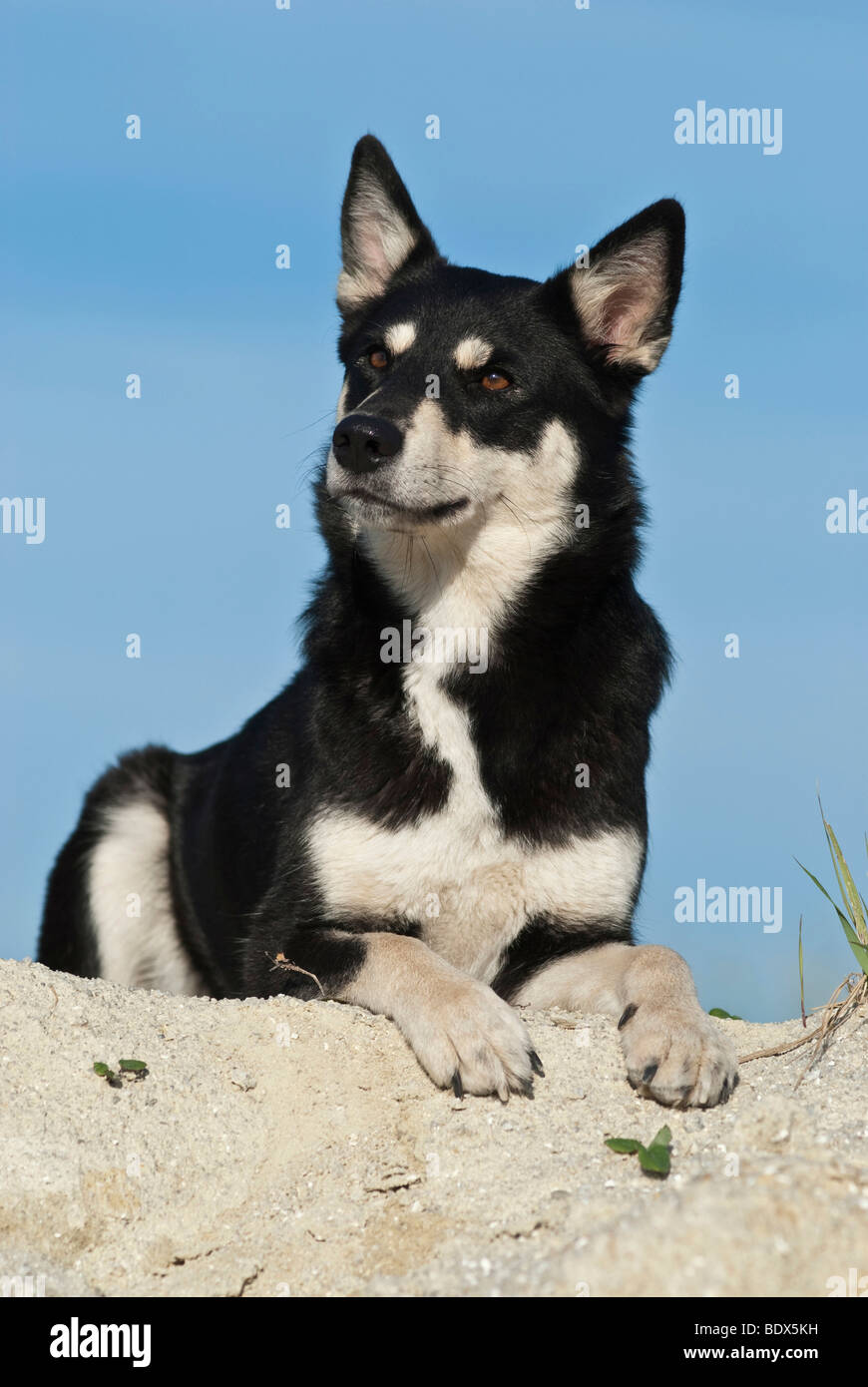 Lapponian Herder, Lapinporokoira or Lapp Reindeer dog lying on a rock Stock Photo