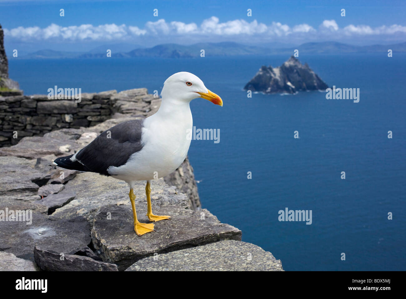 lesser black backed gull; Larus fuscus; skellig michael; kerry Stock Photo