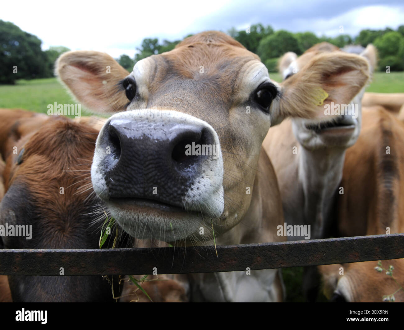 A group of jersey cows in a field Stock Photo