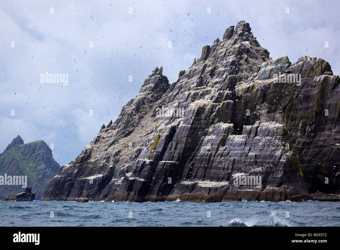 gannets on and around little skellig; ireland Stock Photo