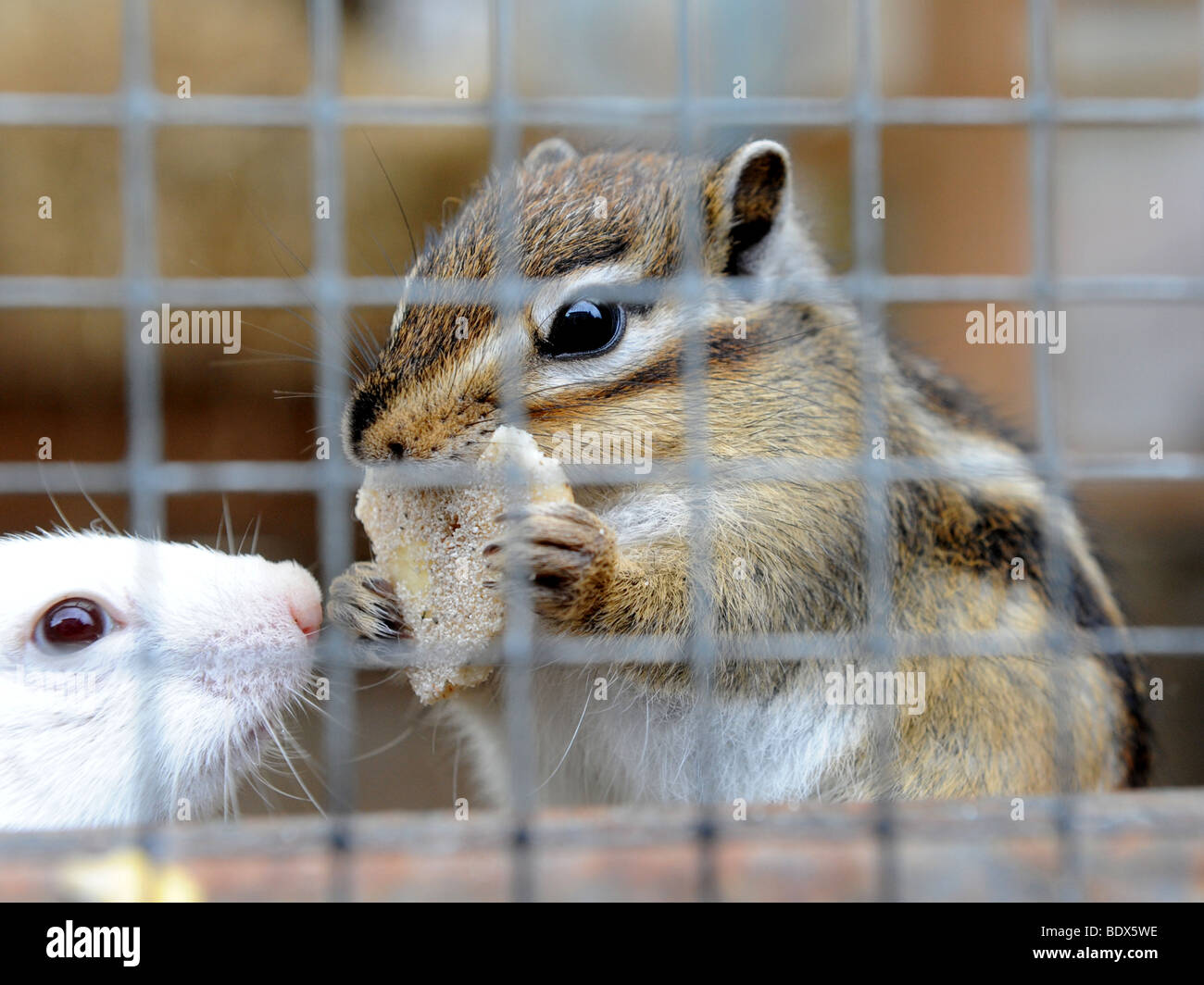 Two chipmunks in a cage eating Stock Photo