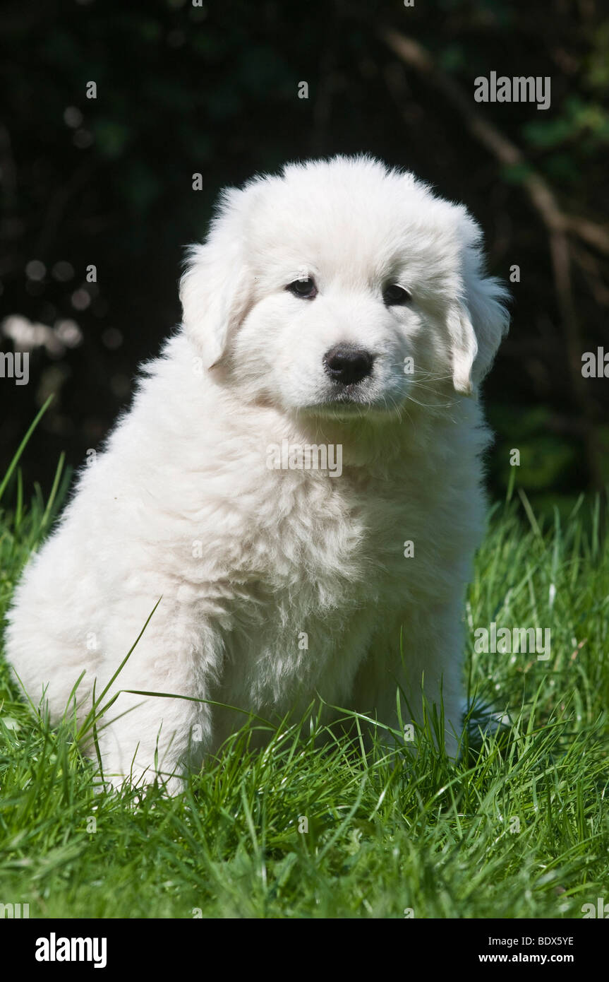 Mod Grønthandler Spil Polish Tatra Sheepdog, Owczarek Tatrzanski or Owczarek Podhalanski puppy  sitting on the grass Stock Photo - Alamy