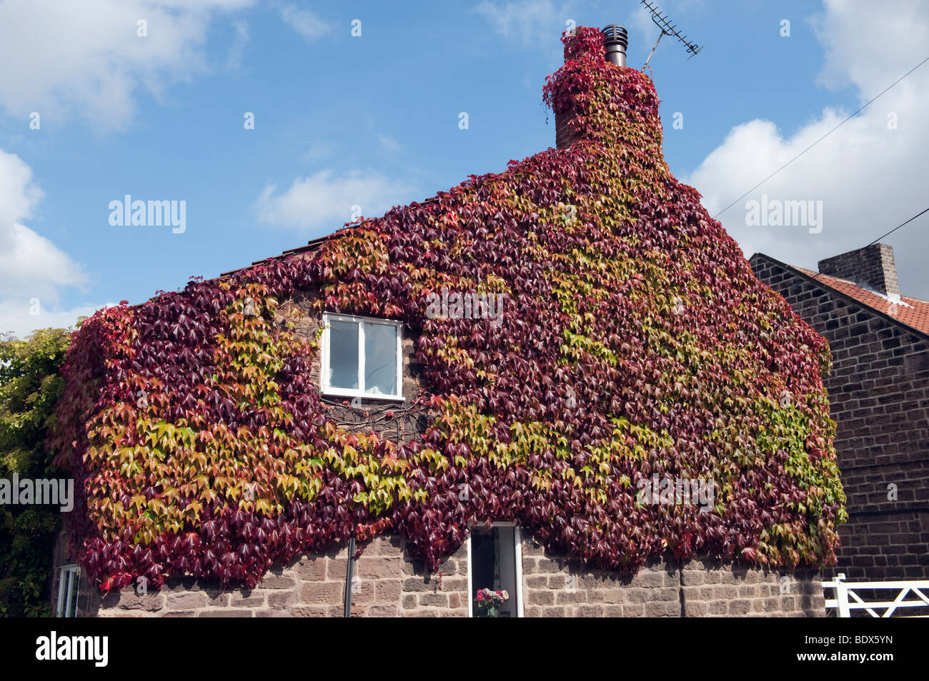 "Boston Ivy" in early September just changing colour clinging to a house wall Stock Photo