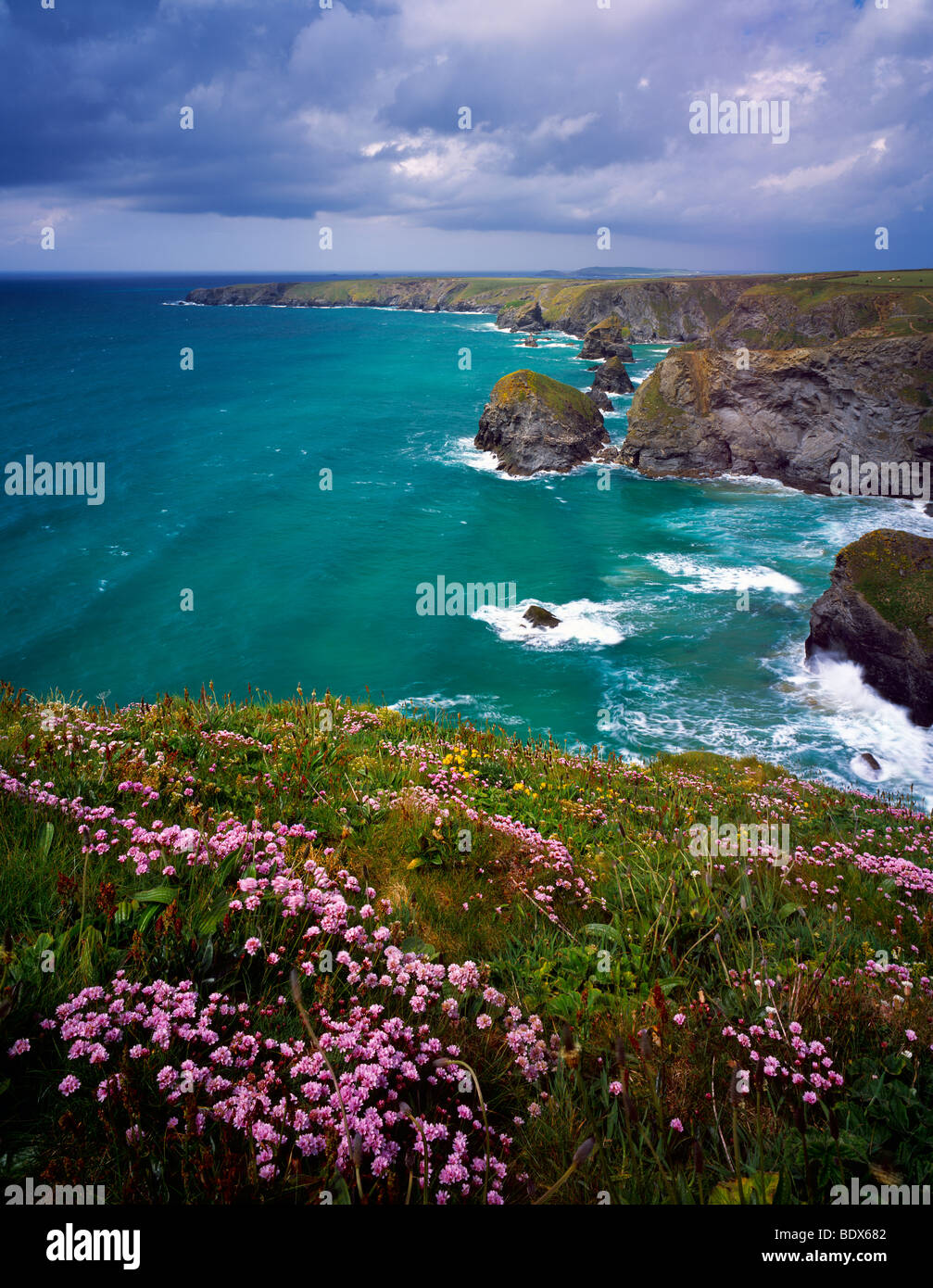 Spring flowers on the Carnewas cliff top overlooking Bedruthan Steps on