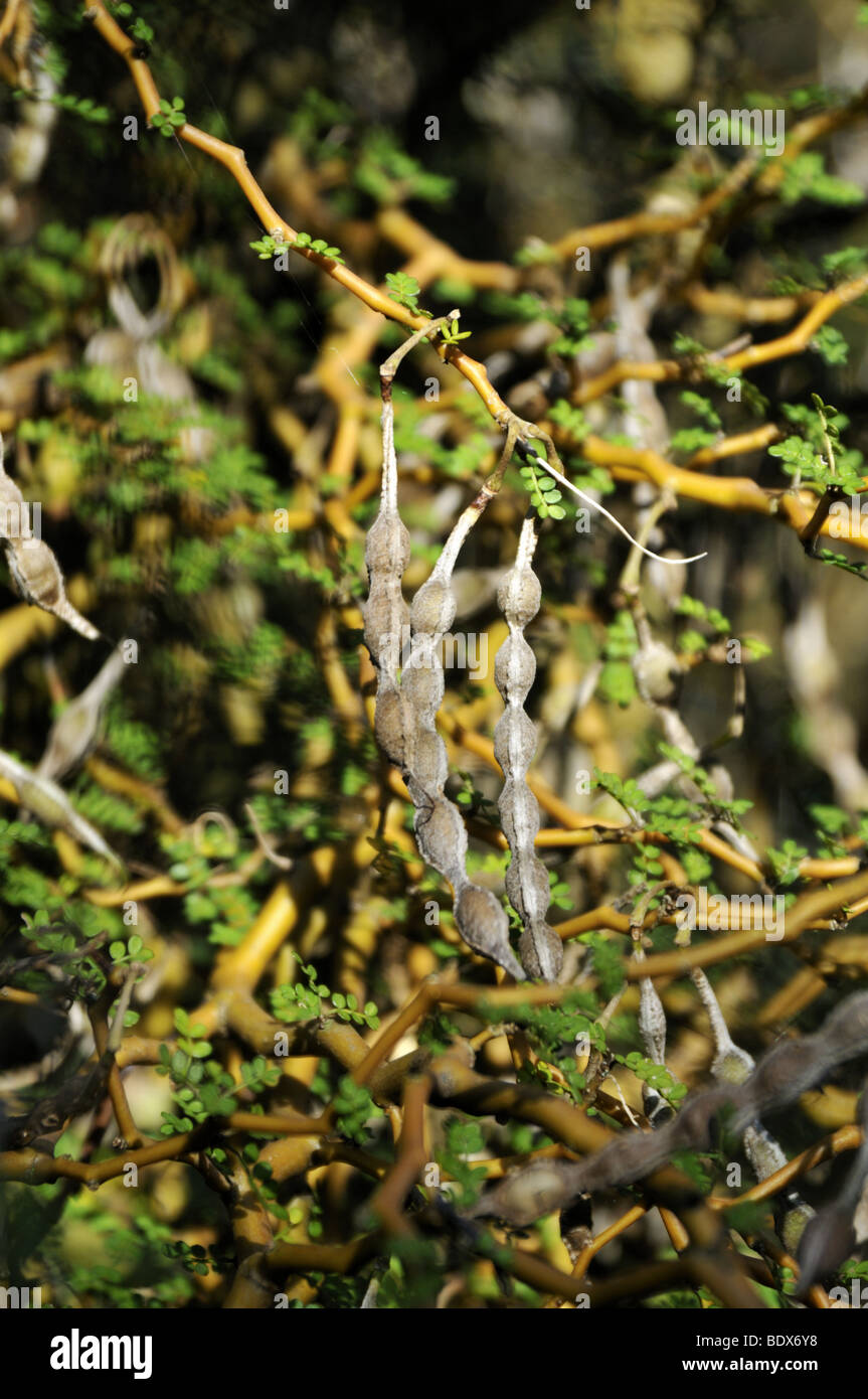 Autumn seed pods of Sophora prostrata 'Little Baby' Stock Photo