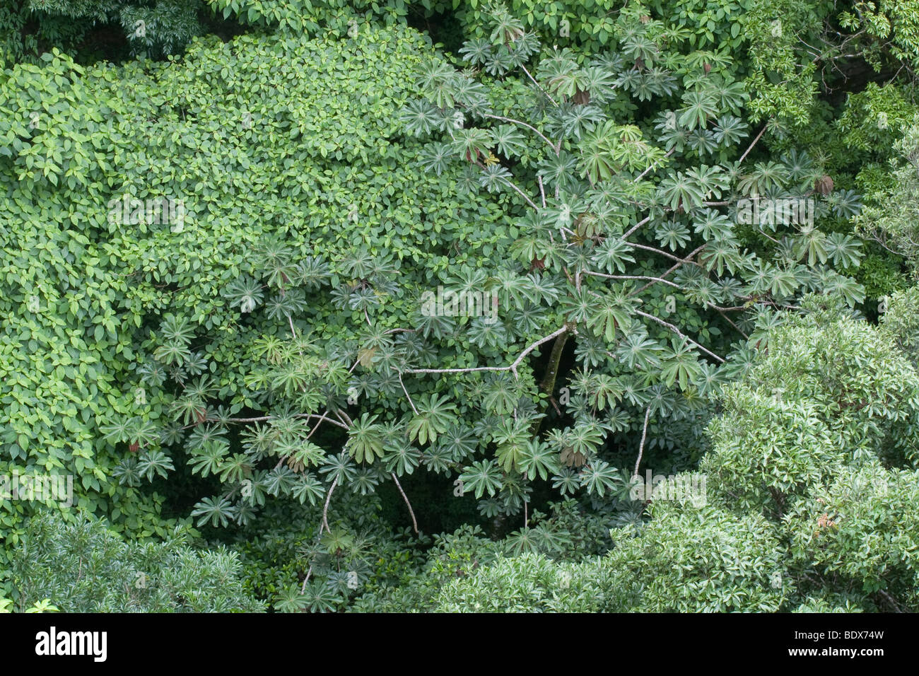 Find The Perfect Cecropia Tree For Your Garden - 5bjtcy4