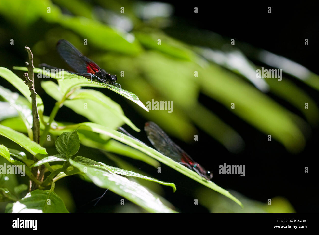 A pair of damselflies, order Odonata, suborder Zygoptera. Photographed in the mountains of Costa Rica. Stock Photo