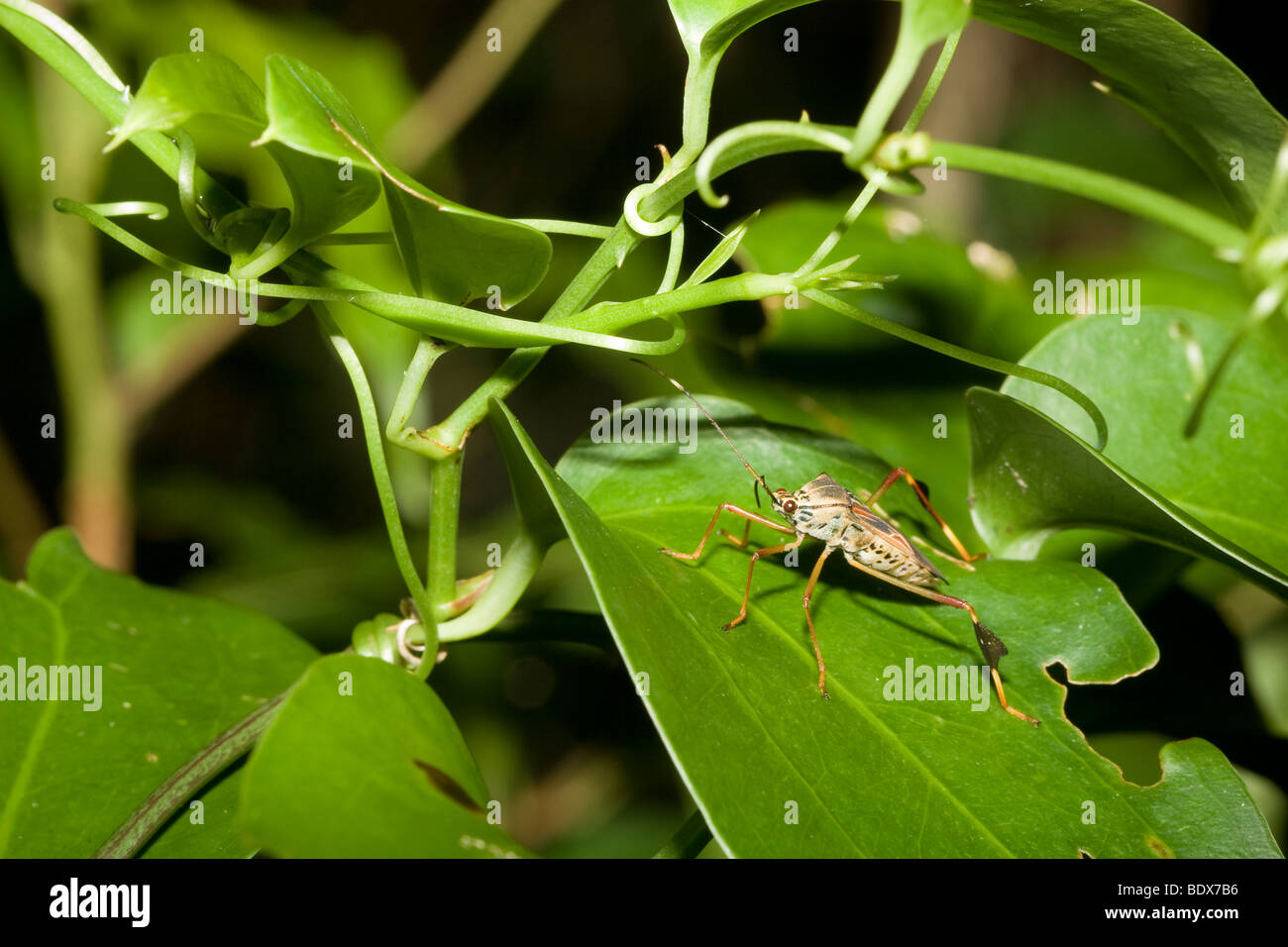 Leaf-footed bug, order Hemiptera, family Coreidae, among tangled vines. Photographed in the mountains of Costa Rica. Stock Photo