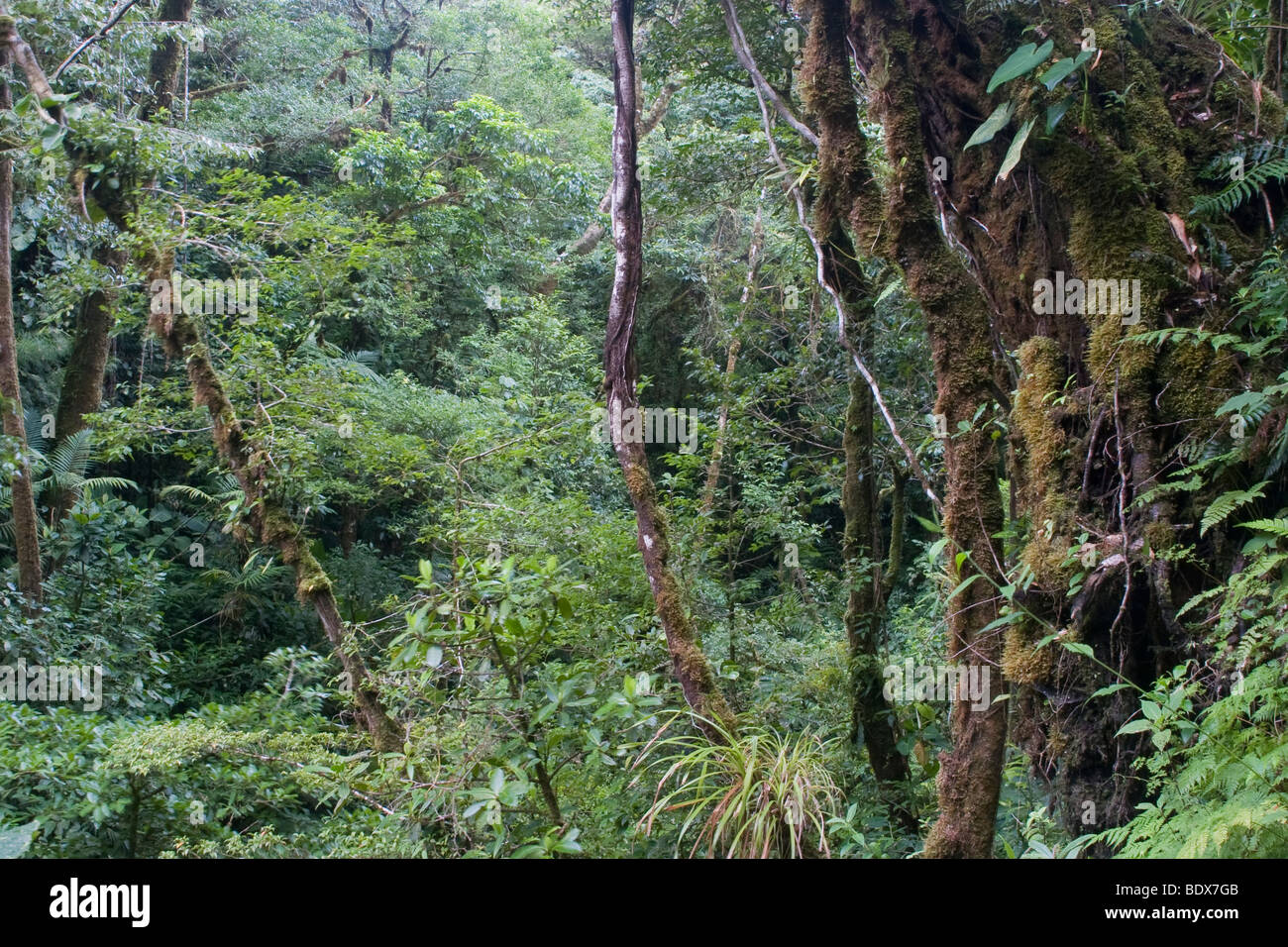 Lush tropical montane landscape, Costa Rica. Stock Photo